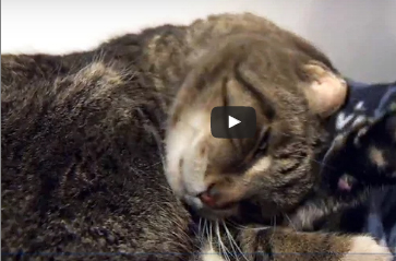 بالفيديو.. قط ضال يتحول إلى نجم في كندا