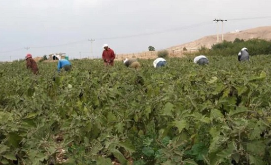 تقرير أممي : الأردن يحتاج إلى استراتيجية تنهض بالقطاع الزراعي