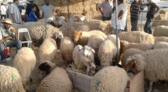 تنمية عجلون توزع 350 اضحية على اسر فقيرة تنمية عجلون توزع 350 اضحية على اسر فقيرة