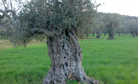 إحباط محاولة نقل أشجار معمرة من عجلون