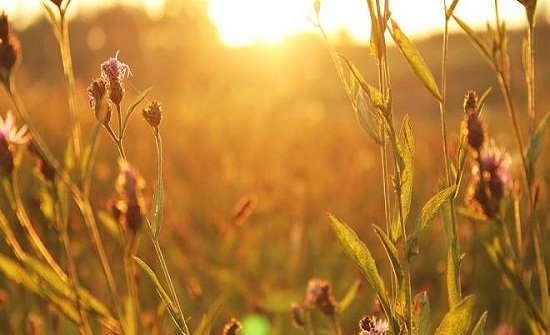 الحرارة إلى ارتفاع الأربعاء والخميس