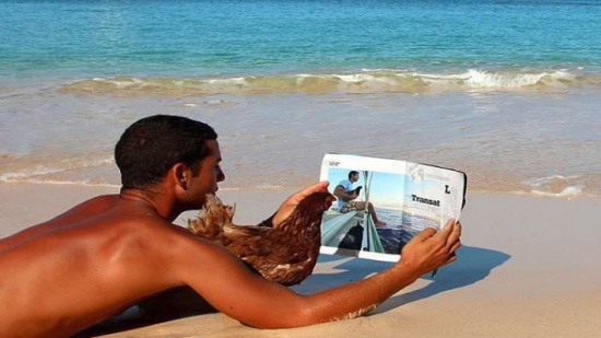 دجاجة تسافر حول العالم! (صور)