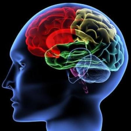 الأمراض المعدية تؤثر على ذكاء الإنسان الأمراض المعدية تؤثر على ذكاء الإنسان