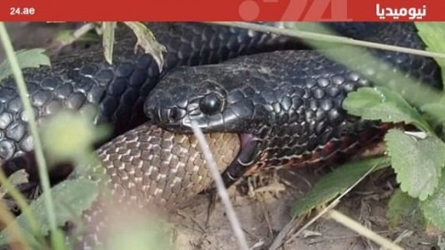 معركة عنيفة بين اثنتين من أخطر الأفاعي في العالم