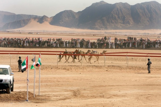 السباقات التمهيدية لمهرجان الشيخ زايد لسباق الهجن ينطلق في وادي رم الجمعة