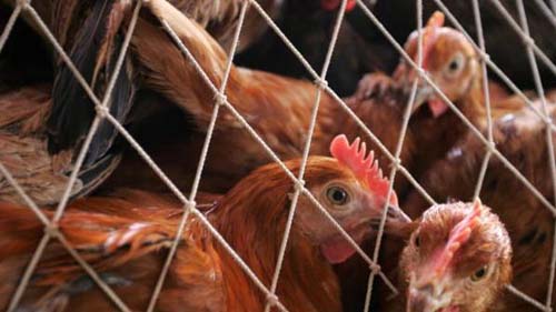 غالبية الدواجن في بريطانيا ملوثة غالبية الدواجن في بريطانيا ملوثة