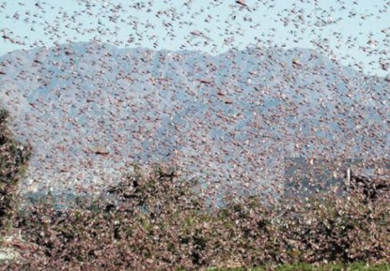 مكافحو الجراد في الزراعة يطالبون بصرف مكافآتهم