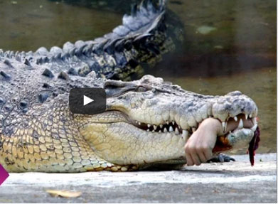 بالفيديو : 6 مواجهات مع كائنات بحرية قاتلة..!!