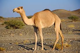سعودي يعزف عن العمل والزواج لرعاية ناقته سعودي يعزف عن العمل والزواج لرعاية ناقته