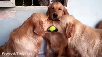 بالفيديو.. كلبان يتنازعان على كرة والثالث يتدخل "لحل النزاع"