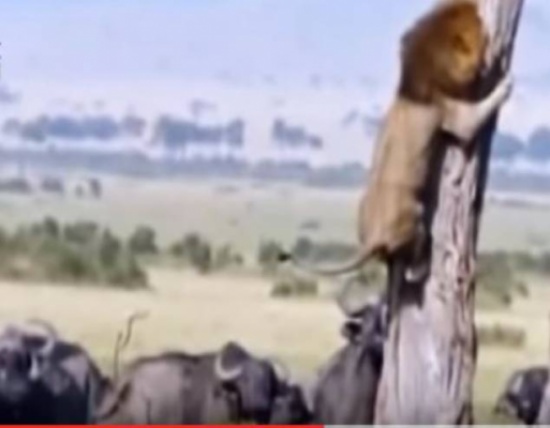 فيديو | شاهد أسد يصبح فريسة لقطيع من الجواميس!