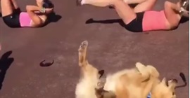 بالفيديو.. رد فعل كلب شاهد فتيات تمارسن التمارين الرياضية