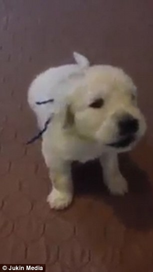 شاهد.. فيديو طريف لكلب صغير يرفض النوم بعد تناوله العشاء