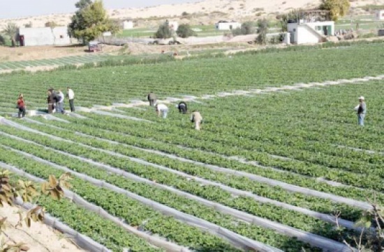 غزة: اصابة 3 مزارعين برصاص الاحتلال