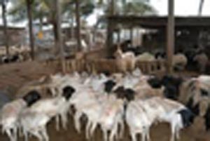 مربو المواشي بالقطرانة والدامخي يطالبون ببناء مستودعات للأعلاف 