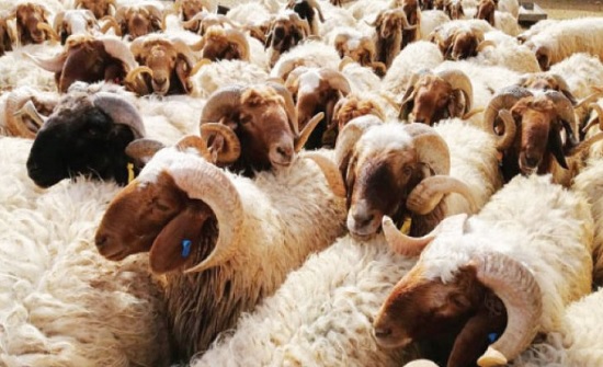 إقبال ضعيف على شراء الأضاحي أول أيام العيد