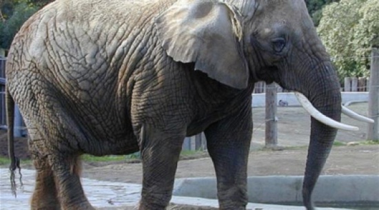 نفوق فيل لإرهاقه في نقل السياح بفيتنام