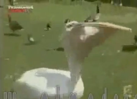 بجعة تاكل حمامة