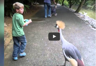طفل يصاب بحالة من الفزع بسبب الطيور
