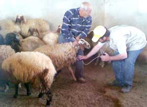 مربو ماشية بلواء القصر يطالبون بزيادة مخصصات الاعلاف 