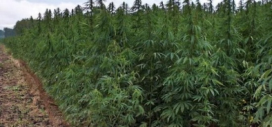 بريطاني يشفي نفسه من السرطان مستخدماً خلطته السرية بريطاني يشفي نفسه من السرطان مستخدماً خلطته السرية
