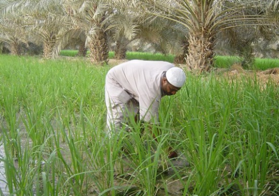 الزراعة تحقق في تجاوزات بمنح تصاريح عمل لوافدين