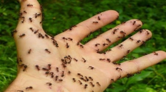 10 وسائل طبيعية للتخلص من النمل في المنزل