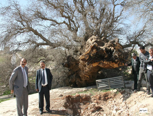 حملة زراعة ونظافة في مقبرة ياجوز