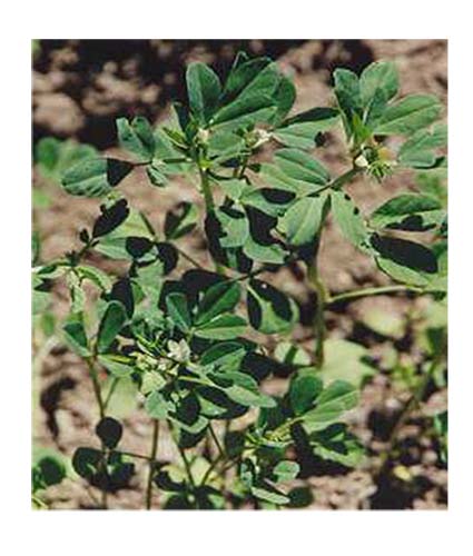 زيت الحلبة : يفيد في محاربة التجاعيد والكلف والنمش