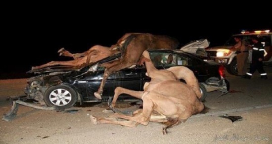 بالصور والفيديو: إبل سائبة تودي بحياة شاب ووالدته في حادث مروع