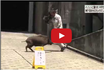 خنزير بري يهاجم مجموعة من الصحفيين