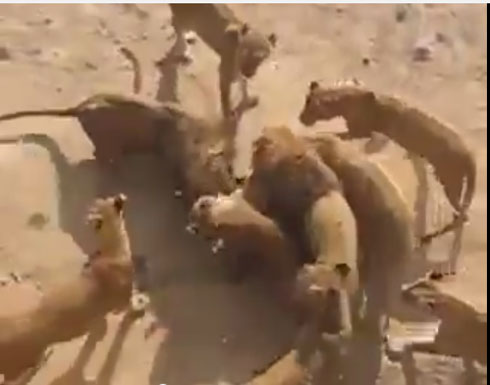 القاء معزة حية للأسود كي يتسلوا بمشاهدتها وهي تتمزق !!