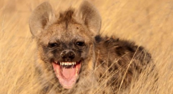 يمني يتصل بزوجته أثناء قيام ضبع بالتهامه !