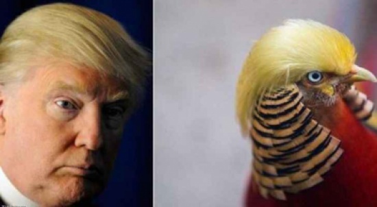 اللون الأصفر عامل مشترك بين الطائر وترامب
