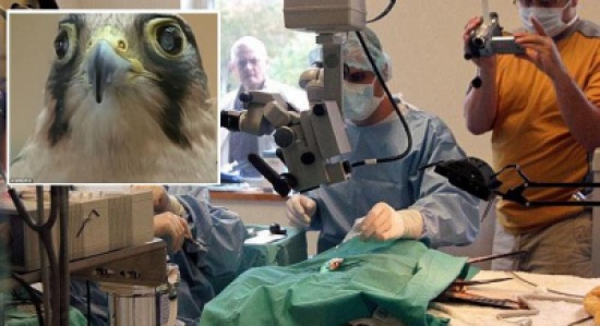 أول عملية زراعة عدسات لصقر مصاب بضعف البصر