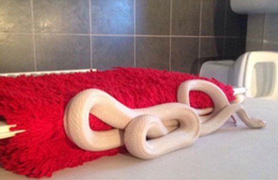 بالصور.. مراهقة أمريكية تتفاجأ بثعبان في الحمام