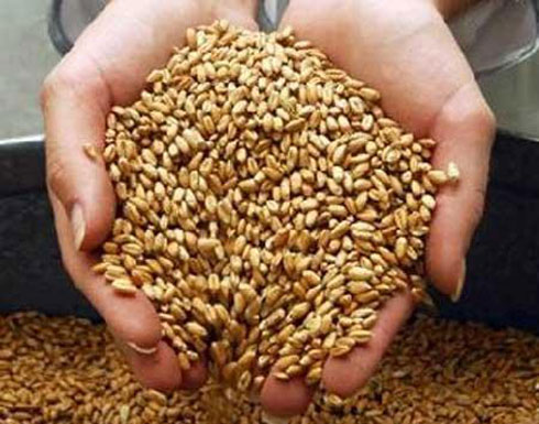 لجنة حبوب اقليم الجنوب تتسلم 1288 طنا من المزارعين