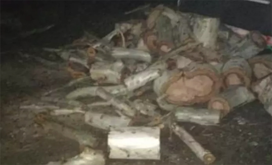 البيئة : ضبط 30 طنا من الاشجار المقطعة البيئة : ضبط 30 طنا من الاشجار المقطعة