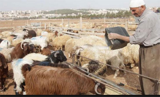 صناعة الزرقاء توزع الأعلاف على مربي الأغنام صناعة الزرقاء توزع الأعلاف على مربي الأغنام