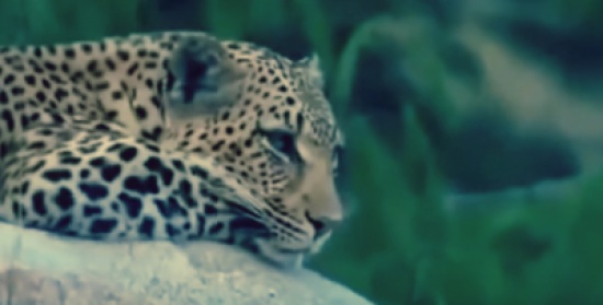 |شاهد| أفعى تبتلع ابن نمر أمام عيني أمه: نهاية مأساوية