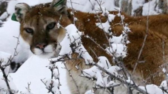 أسد جبلي يعتصم بمنزل في لوس أنجلوس