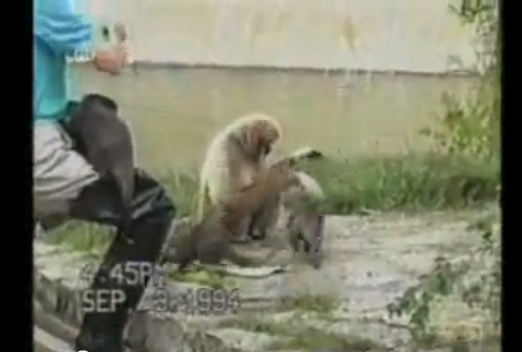 حيوانات مضحكة جدا !