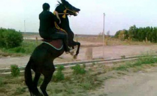 البترا: جاهة عشائرية لرد الاعتبار لحصان البترا: جاهة عشائرية لرد الاعتبار لحصان