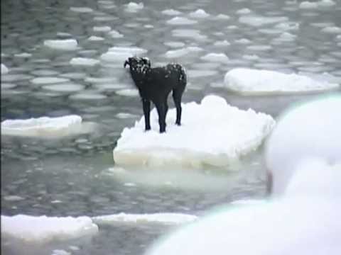 بحار روسي يتحدى الجليد لإنقاذ كلب