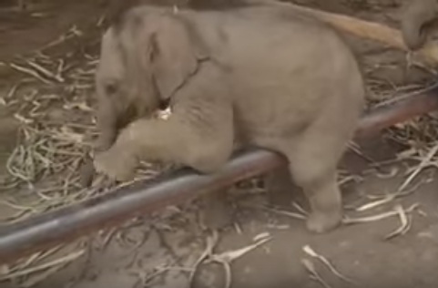 شاهد.. فيلة صغيرة تتقن آداء التمارين الرياضية