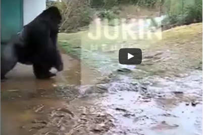 شاهد..  رد فعل طريف لغوريلا تحاول حماية نفسها من الأمطار