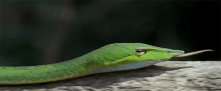 السلاح السري للثعبان