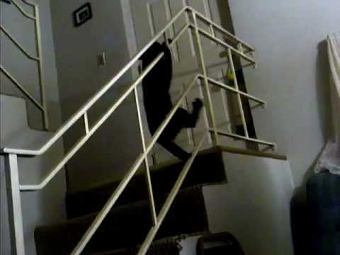 قطة تتزلق الدرج