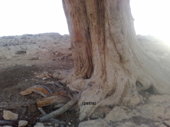 مطالبات بحماية الغابات الطبيعية في بصيرا من التحطيب الجائر