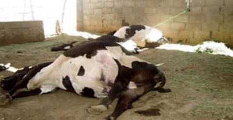 "الزراعة": الحمى القلاعية ليس من الأمراض المشتركة